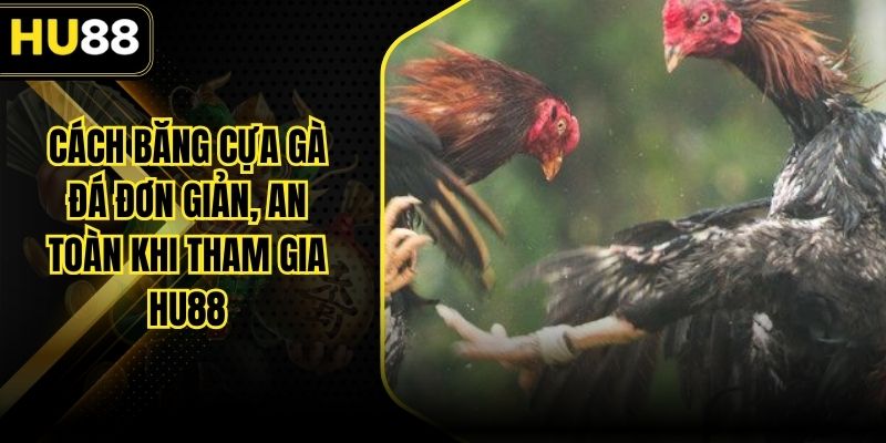 Cách Băng Cựa Gà Đá Đơn Giản, An Toàn Khi Tham Gia Hu88