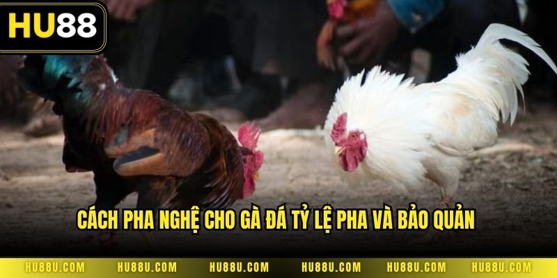 Cách pha nghệ cho gà đá tỷ lệ pha và bảo quản 