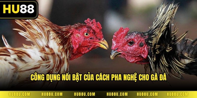 Công dụng nổi bật của cách pha nghệ cho gà đá