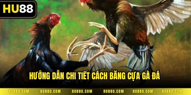 Hướng dẫn chi tiết cách băng cựa gà đá 