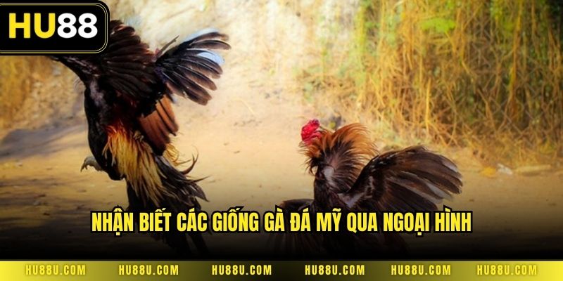 Nhận biết các giống gà đá mỹ qua ngoại hình