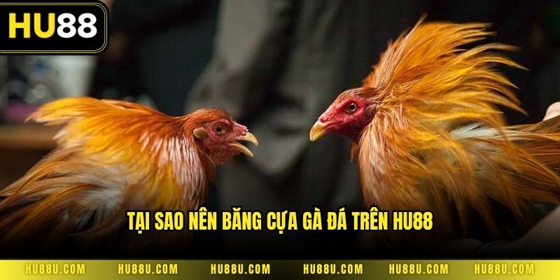 Tại sao nên băng cựa gà đá trên HU88