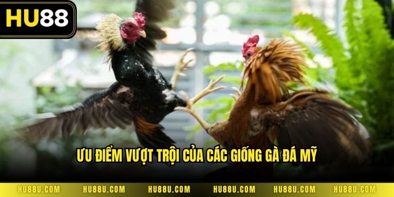 Ưu điểm vượt trội của các giống gà đá mỹ